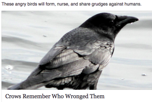 dregs-of-the-barrel:traitor:me and my friends as birdsMy murderous babies
