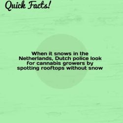 dailycoolfacts:  Quick Fact: When it snows in the Netherlands, Dutch police look for… | For more info about this fact visit: http://bit.ly/2Q8KWOu