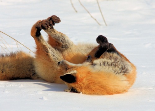 bugabooblues:wolverxne:Photographer  Jerry Hull captured these adorable images of this female Red Fox known as “Chloe” playing, stretching and sleeping in the snow.   thediobrando