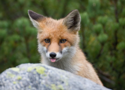 everythingfox:  Fox blep