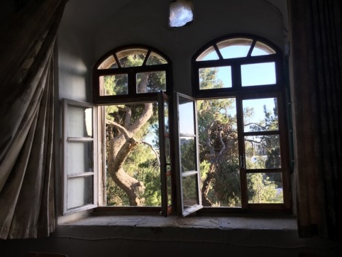 plantsarefriendssometimesfood:jerusalem university college + dining hall window + trees