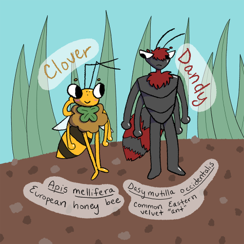 Here Are A Couple Of My Lil Bug OCs! Clover Is A European Honey Bee And Dandy Is A Common Eastern Velvet