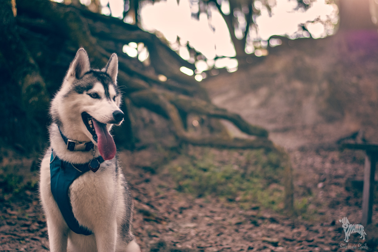 huskyhuddle:  Spooky Forest DogHubble and I at Edward Medard Park October 2015