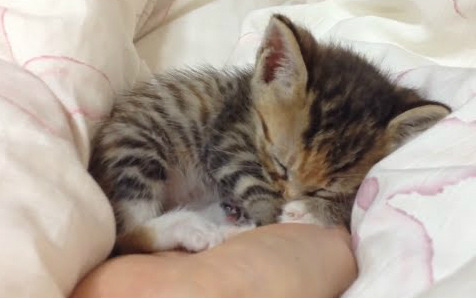 kittehkats:Kittens Sleeping in Peoples Hands