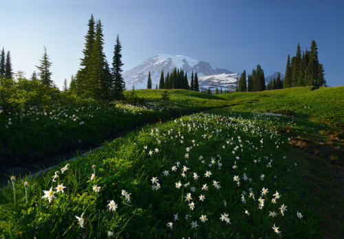 drxgonfly:Mount Rainier, Washington (by Protik Hossain)