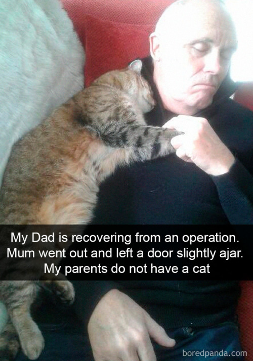 awesome-picz: Hilarious Cat Snapchats That Will Leave You With The Biggest Smile ( part 1)