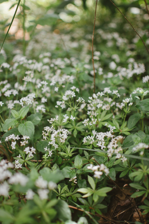 Tiny Flowers