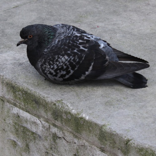 pangurbitch:Mr.Pigeon