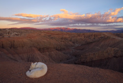 johnandwolf:  Seen one sunrise seen ‘em all apparently. Anza-Borrego Desert, CA / August 2014 