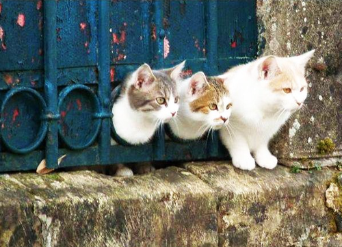 8 Cats That Embody The Struggles of Binding