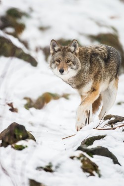 0rient-express:  Coyote | by Maxime Riendeau |