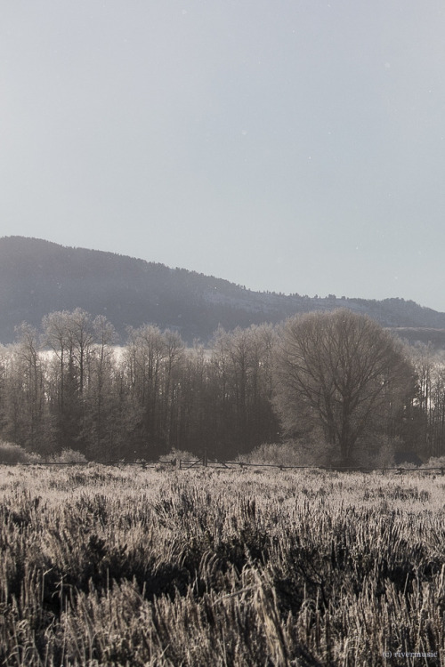 Misty Morning back at the Ranch: Jackson Hole, Wyomingriverwindphotography, December 2017