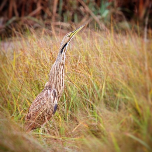 American Bittern #americanbittern #bittern #forthill #eastham #capecod #udog_feathers #bns_birds #bi