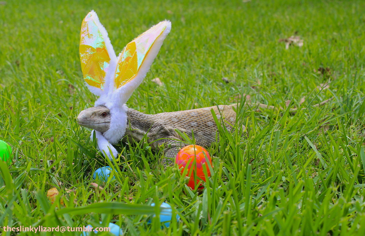 Happy Easter Everyone! Tumblr Pics