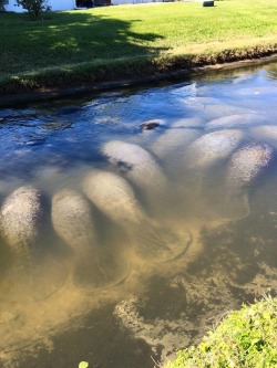 sixpenceee:  Over 150 manatees were counted