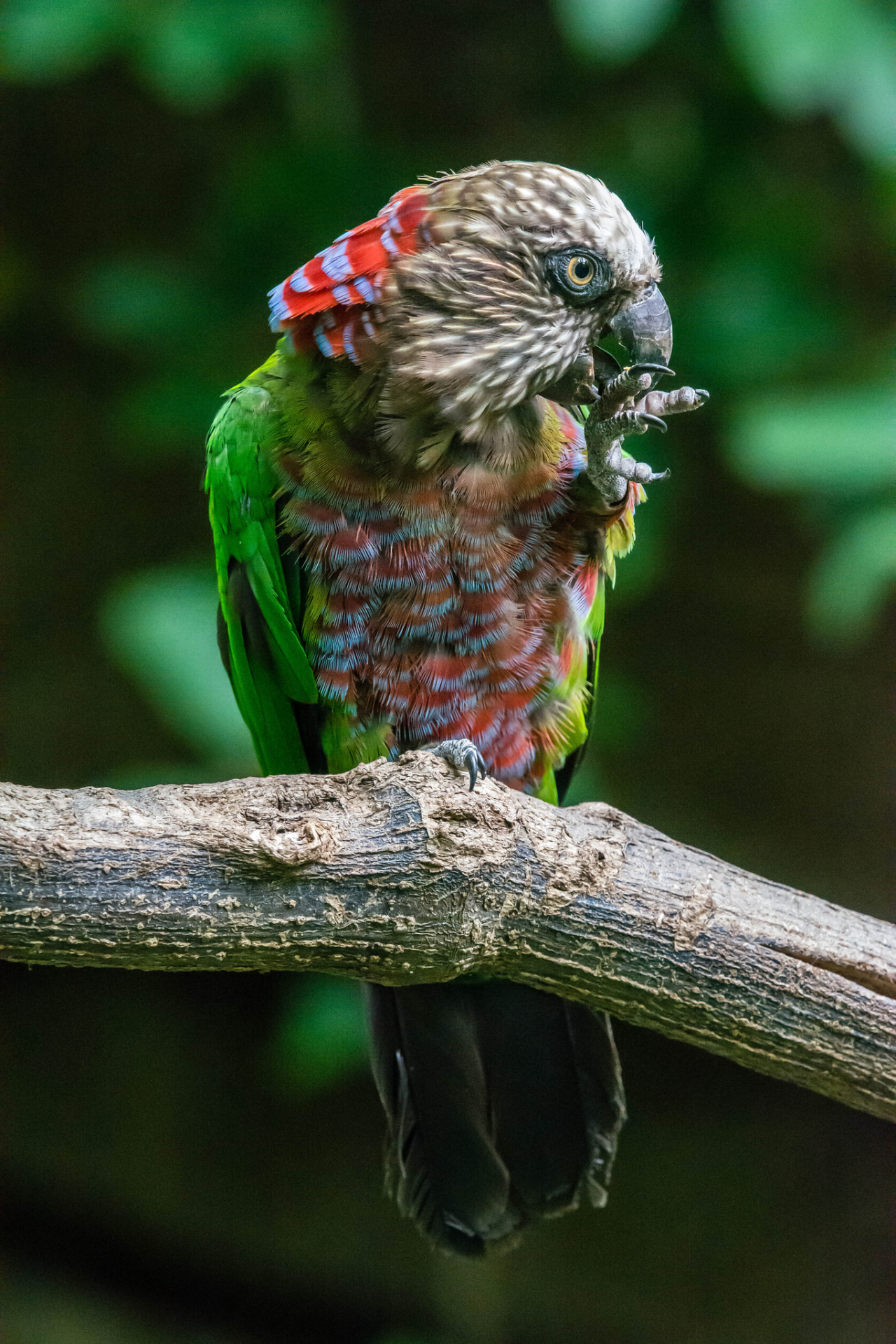 sdzoo:
“ Northern Hawk-headed Parrot (Deroptyus accipitrinus) in the Parker Aviary at the San Diego Zoo. Photo by Craig Chaddock.
”