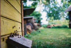 grett:  beel with it by Liis Klammer on Flickr. 