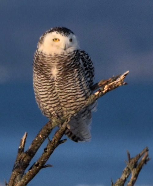 Snowy Owl  (Bubo scandiacus)