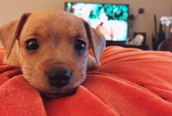 awwww-cute:Oh hi. Play with me (Source: http://ift.tt/1Gv72Ti)