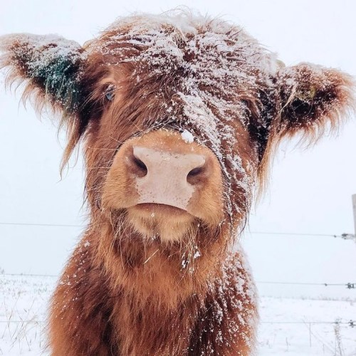 bringin frosted tips backstylish heilan coo via james family farm