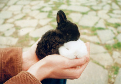 greyismanga:  As a bunny enthusiast, this needs to be here. Look at White taking care of Black in bunny forms. 
