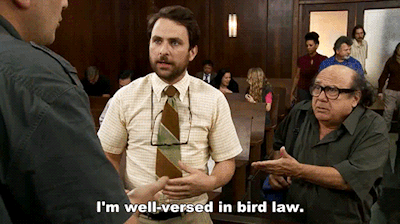 weirdness-is-good:tributary:greencheekconure27:ejacutastic:lawyer walks into the