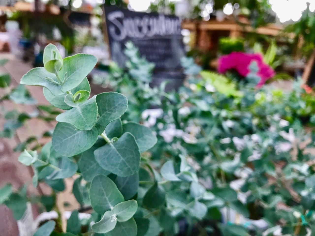 ユーカリグニーポット苗再入荷です 珍しい観葉植物も多数入荷しました ユーカリグニーポット苗再入荷です 珍しい観葉植物も多数入荷しました