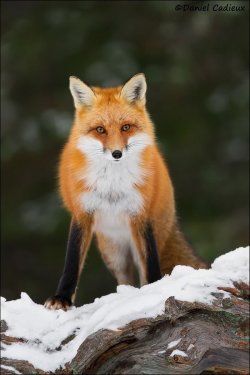 thelittleredfox:  Red Fox Confrontation by