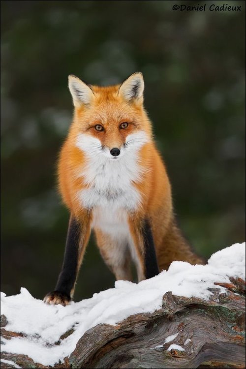 XXX thelittleredfox:  Red Fox Confrontation by photo