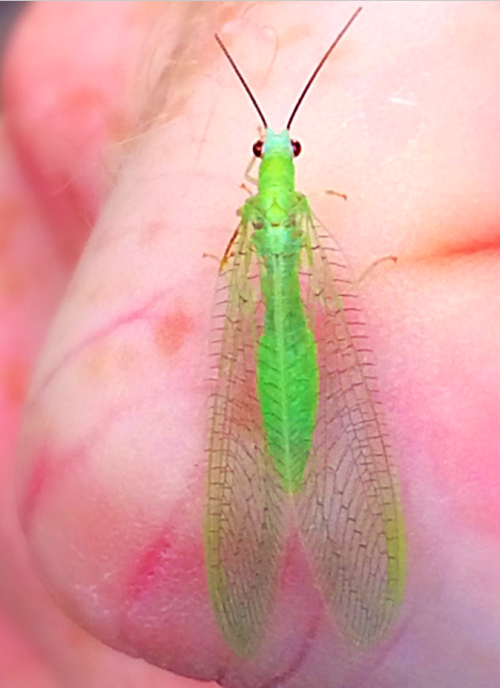 This is a green lacewing which is an insect in the Chrysopidae family. They are very common througho