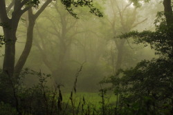 buron:  Bathed in September Mist (8) ©buron - september ‘13 