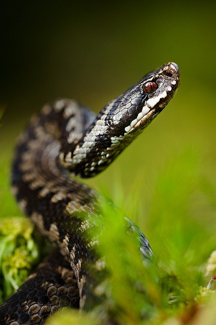 flowerling:  Viper by SURZ1      