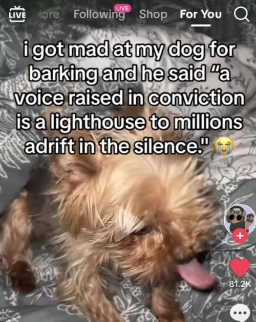 Presenting: A Series Of Various Dog Related Images