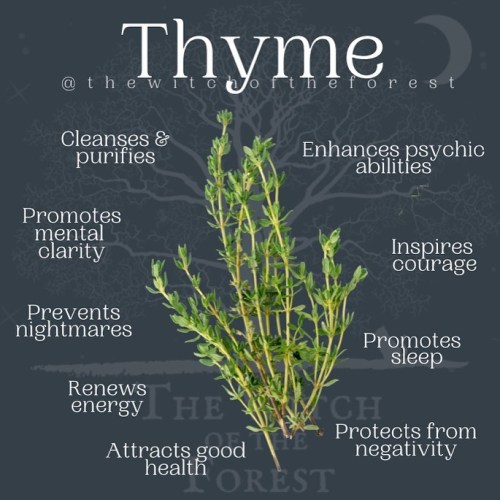 thewitchoftheforest:  T  Thyme is an easy plant to grow and can be used for cleansing and purificati