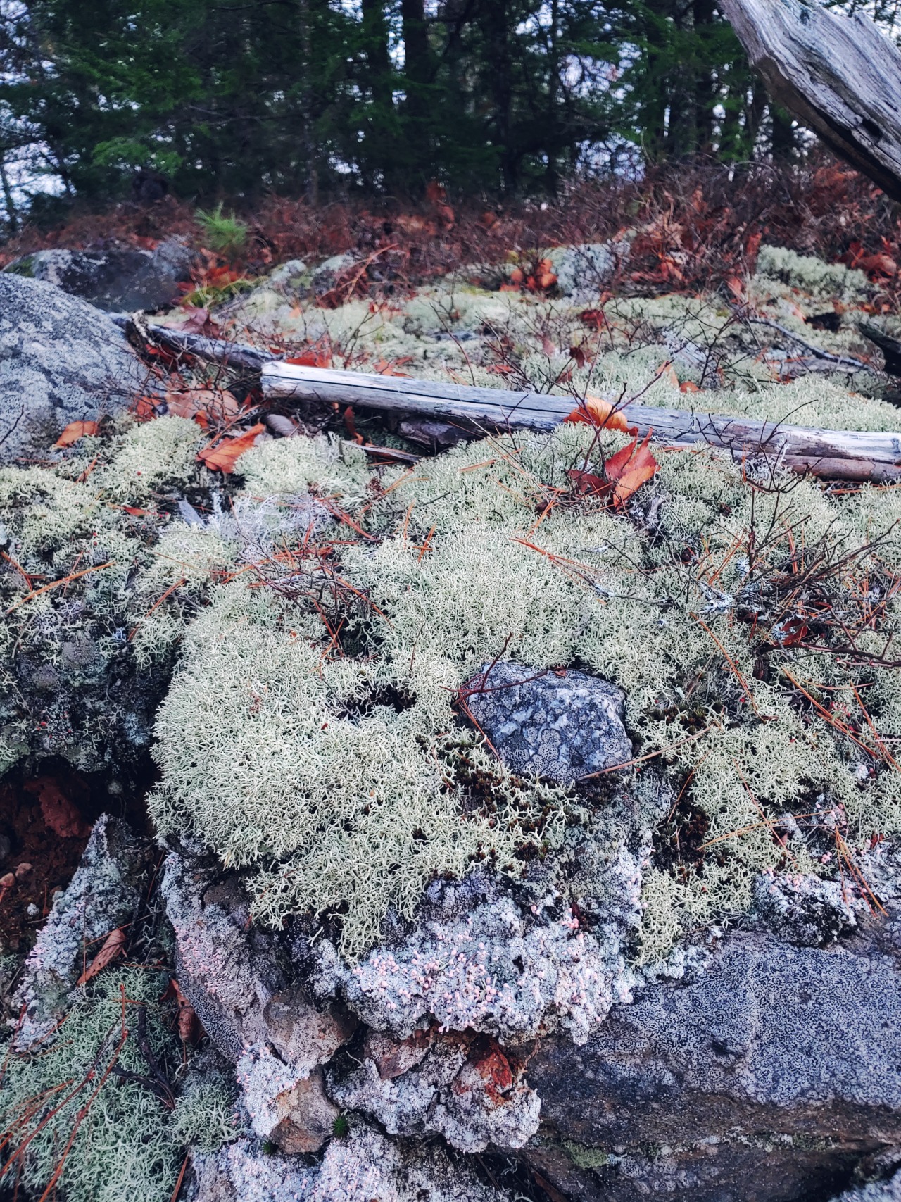 Gray Reindeer Lichen  New Hampshire Garden Solutions