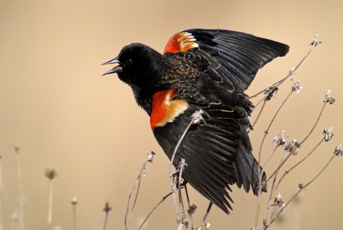 Red Winged Blackbird