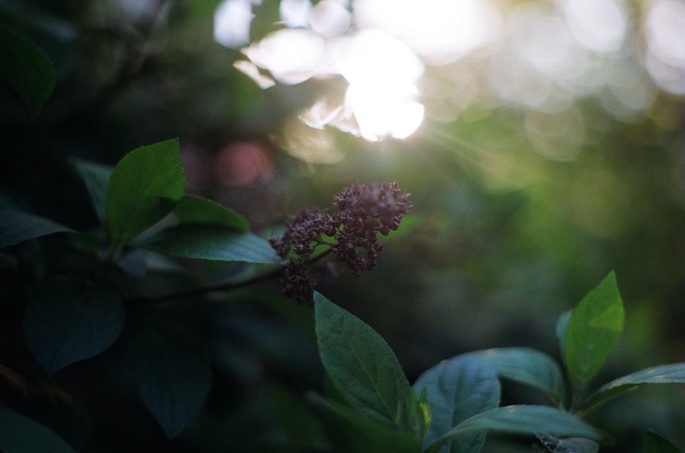 sowwy:  my friend has a really nice old camera I love it