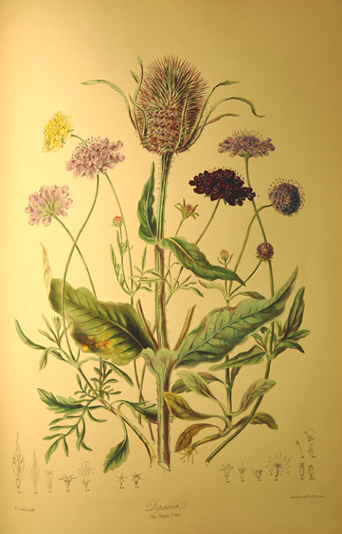 ri-science:Teasel, Loasa & Dipterocarpus from the ‘Illustrations of the Natural Order of Plants’