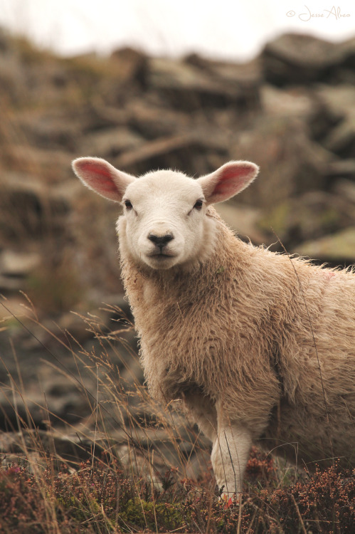 jessealveo:Curious sheepster.Scotland2015 © Jesse Alveo ~ All rights reserved