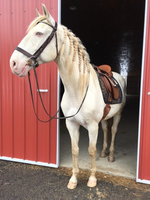 theclassicalhorse:Had to get our pre ride glamour shot