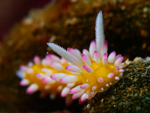 seirye:  moonlit-seashells:  the-awesome-quotes:  Sea Slugs That Prove Aliens Already Live On Planet Earth  seirye  SCREEEEE 