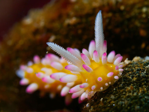 sixpenceee: A compilation of the coolest sea slugs! From top to bottom we have. Phyllodesmium Poind