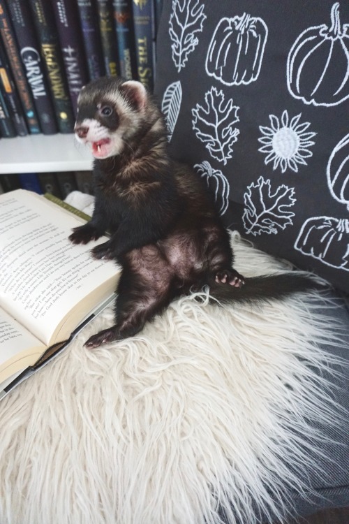 the-book-ferret:Wasabi is taking “Fall” quite literally this year…