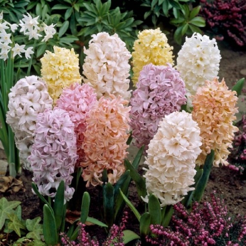 nurturing-nymph:Hyacinth Flowers