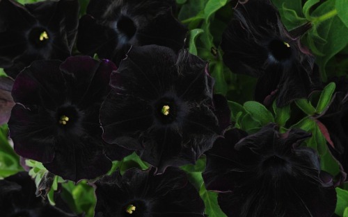 ironperennial:Helleborus Winter Jewel // Onyx OddysseyHelleborus X Hybridus Winter Thrillers // Grap