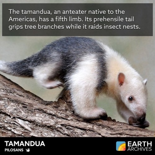 The tamandua produces a scent that’s four times more powerful than the spray of a skunk, which helps