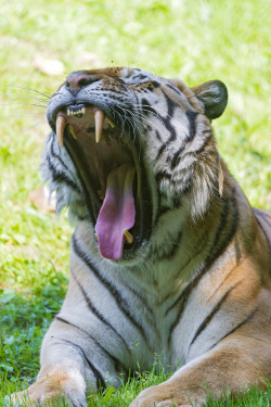 theanimalblog:  Male tiger yawning (by Tambako the Jaguar) 