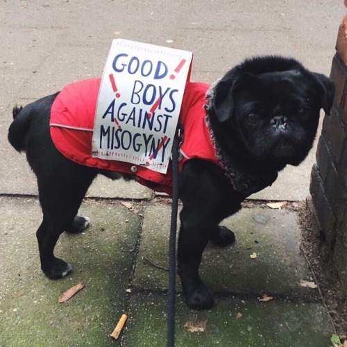 consolacions: puppers protesting (photos are not mine)