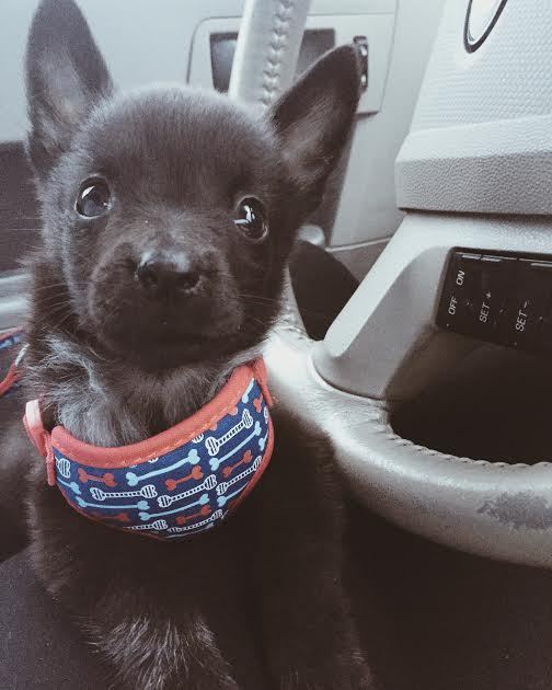 Baby Animal Posts