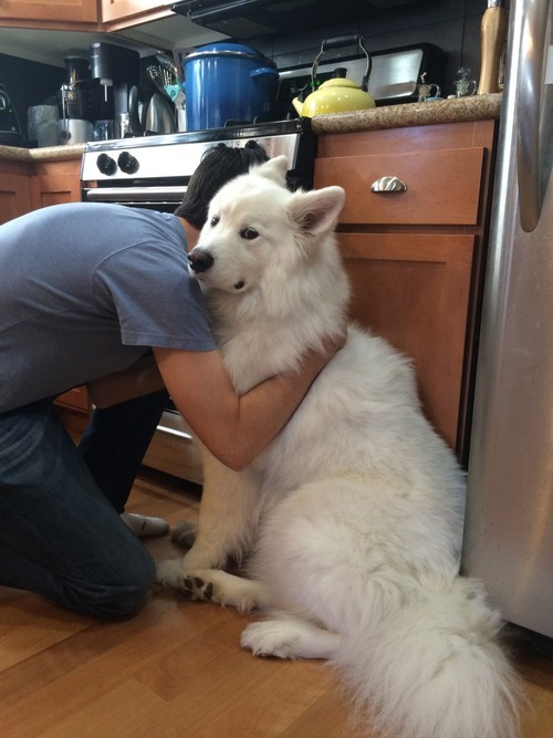 skookumthesamoyed:  drgarypenn:  I wish dogs liked hugs as much as I love hugging dogs.   